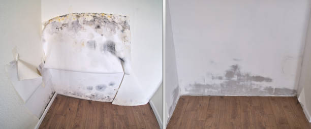 Professional Mold Removal in Horn Lake, MS